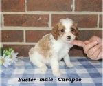 Small #2 Cavapoo (Miniature)