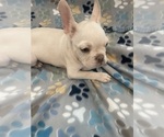 Small #4 French Bulldog