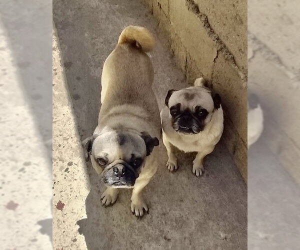 Medium Photo #3 Pug Puppy For Sale in San Diego, CA, USA