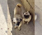 Small #2 Pug