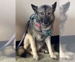 Small #1 Norwegian Elkhound