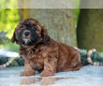 Puppy Megan Poodle (Miniature)-ShihPoo Mix