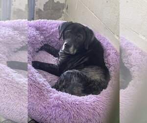 Labbe Dogs for adoption in Rustburg, VA, USA
