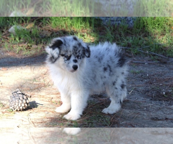 Medium Photo #27 Australian Shepherd Puppy For Sale in ACTON, CA, USA