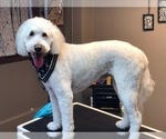 Small Photo #1 Goldendoodle Puppy For Sale in MERCED, CA, USA