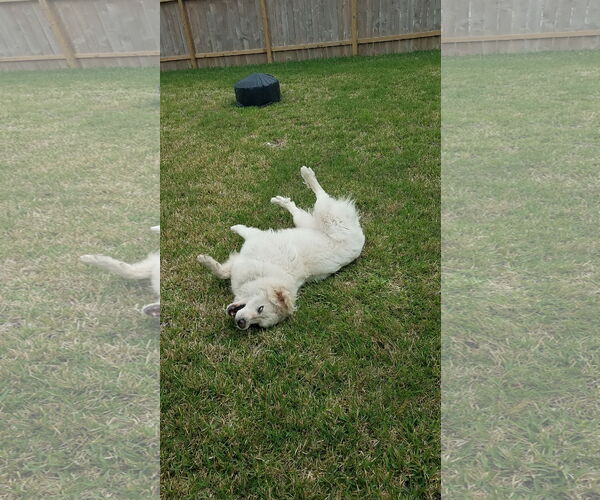Medium Photo #28 Great Pyrenees Puppy For Sale in Houston, TX, USA