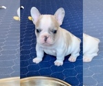 Small Photo #2 French Bulldog Puppy For Sale in PORT SAINT LUCIE, FL, USA