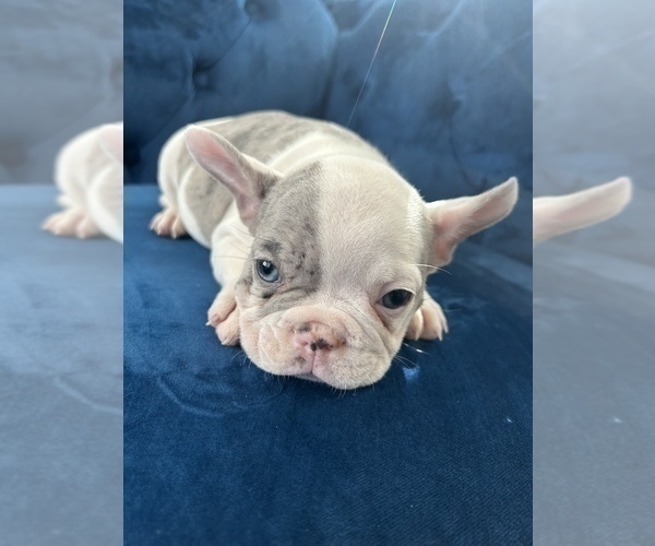 Medium Photo #15 French Bulldog Puppy For Sale in SEATTLE, WA, USA