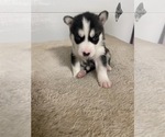 Small Photo #4 Siberian Husky Puppy For Sale in FLAT ROCK, MI, USA