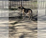 Small Photo #3 German Shepherd Dog Puppy For Sale in Woodland Hills, CA, USA