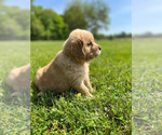 Small Photo #5 Golden Retriever Puppy For Sale in PRINCEVILLE, IL, USA