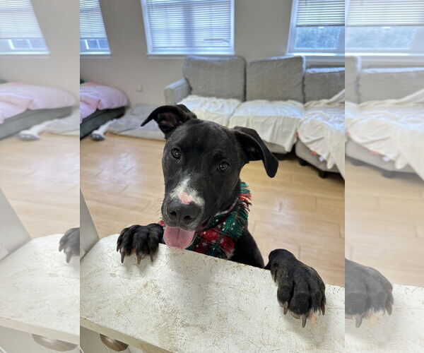 Medium Photo #5 Mutt Puppy For Sale in Rockaway, NJ, USA