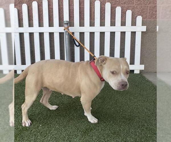 Medium Photo #1 American Pit Bull Terrier-Unknown Mix Puppy For Sale in Modesto, CA, USA