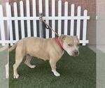 Small American Pit Bull Terrier Mix