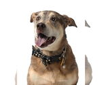 Small Mutt