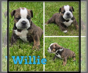 Olde English Bulldogge Puppy for sale in WHEELER, MI, USA