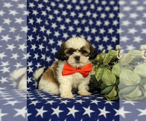 Shih Tzu Dog for Adoption in KIRKWOOD, Pennsylvania USA