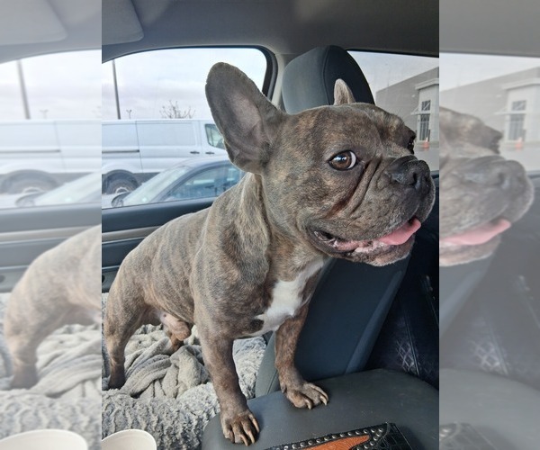 Medium Photo #1 French Bulldog Puppy For Sale in MIDLAND, TX, USA