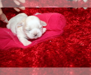 Shih Tzu Puppy for sale in THAYER, KS, USA