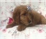 Small Photo #6 Goldendoodle-Poodle (Miniature) Mix Puppy For Sale in LAKELAND, FL, USA