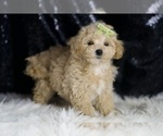 Small #2 Maltipoo
