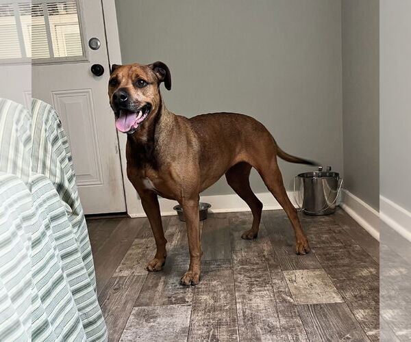 Medium Photo #19 Bullmastiff-German Shepherd Dog Mix Puppy For Sale in Lexington, SC, USA