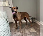 Small #18 Bullmastiff-German Shepherd Dog Mix