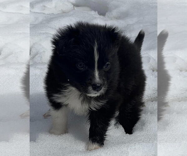 Medium Photo #6 Carolina Dog Puppy For Sale in Highland, IL, USA