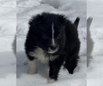 Small #5 Carolina Dog