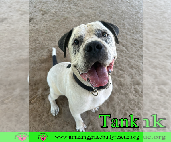 Medium Photo #4 Mastiff-Unknown Mix Puppy For Sale in Pensacola, FL, USA