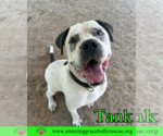 Small #3 Mastiff Mix