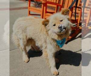 Chow Chow Dogs for adoption in Clarkesville, GA, USA