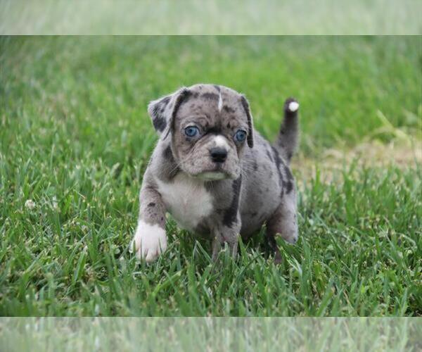 Medium Photo #3 Pug-Puggle Mix Puppy For Sale in ORO VALLEY, AZ, USA