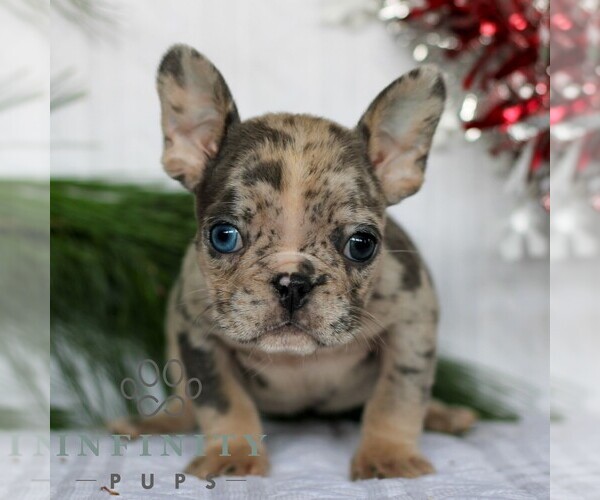 Medium Photo #1 French Bulldog Puppy For Sale in LITITZ, PA, USA