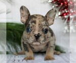 Small French Bulldog