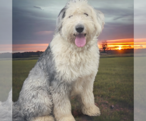 Father of the Sheepadoodle puppies born on 11/27/2023