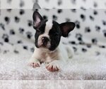 Small Photo #4 French Bulldog Puppy For Sale in MOUNTAIN LAKES, NJ, USA