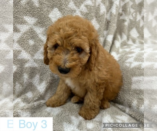 Medium Photo #1 Goldendoodle (Miniature) Puppy For Sale in MULBERRY, FL, USA