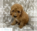 Small Photo #1 Goldendoodle (Miniature) Puppy For Sale in MULBERRY, FL, USA