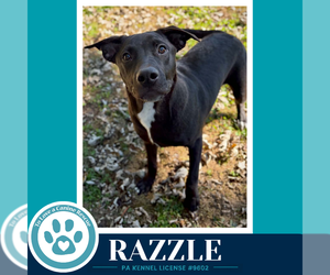 Razzle (Bubble Gum Gang) 102426 - Male Mutt Dog for Adoption - Photo #2