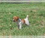 Puppy Rey Jack Russell Terrier