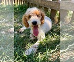Small #2 Poodle (Miniature)
