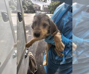 Mutt Dogs for adoption in San Antonio, TX, USA