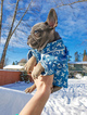 Small Photo #36 French Bulldog Puppy For Sale in MARYSVILLE, WA, USA