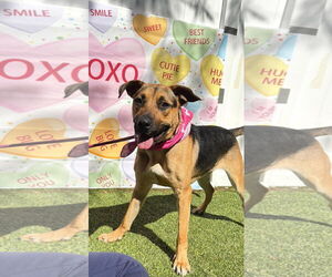 German Shepherd Dog Dogs for adoption in Pompano Beach , FL, USA