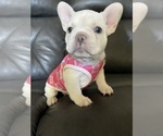 Small #3 French Bulldog