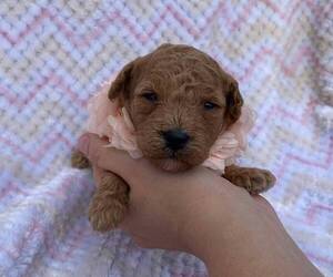 Poodle (Toy) Puppy for sale in CAMPBELLSVILLE, KY, USA