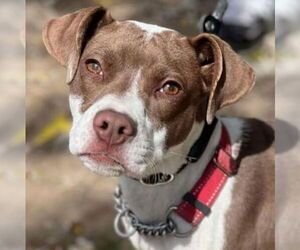 American Pit Bull Terrier-Unknown Mix Dogs for adoption in Martinsburg, WV, USA