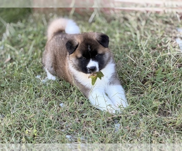 Medium Photo #6 Akita Puppy For Sale in CLINTON, MD, USA