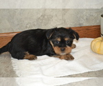 Small #2 Yorkshire Terrier-Zuchon Mix